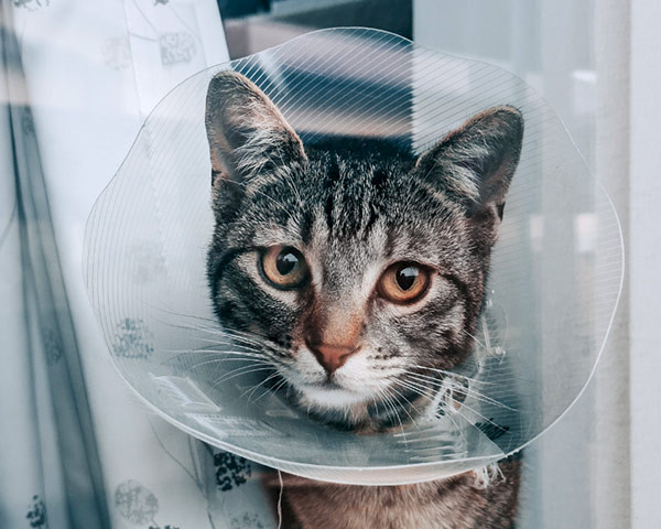 Hand-Illustration eines Vogels zu sehen, der in einem mit Wasser gefülltem Kelch badet. Das Wasser spritzt über seinem Gefieder umher und er macht einen fröhlichen Gesichtsausdruck.