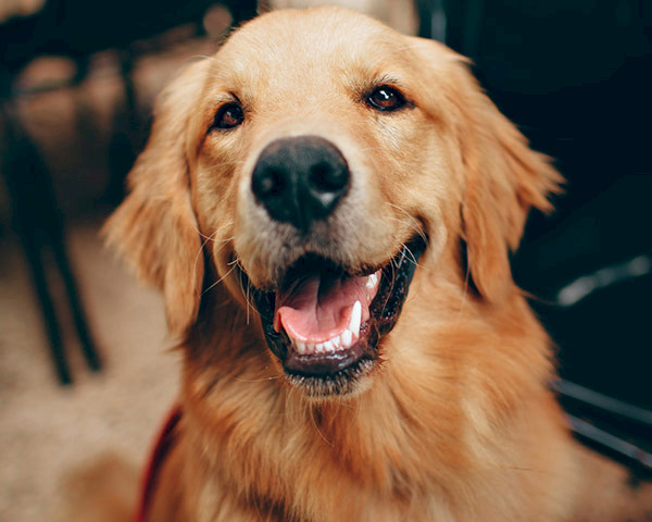 Foto eines freudigen Labradors